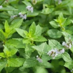 北見の特産、鮮やかなミントの葉