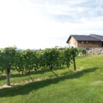 北見市のインフィールドワイナリーのぶどう畑