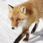 北見市の北きつね牧場の園内を歩く冬毛の北きつね