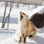 北見市の北きつね牧場の、大きく口をあけリラックスした様子の自然体の北きつね