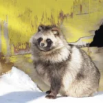 北見市の北きつね牧場にいる冬毛のえぞたぬき