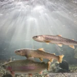 山の水族館（北の大地の水族館）にある、まぼろしの魚、イトウの水槽