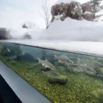 山の水族館（北の大地の水族館）にある、冬に凍る川の水槽