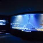 山の水族館（北の大地の水族館）の日本最大の淡水魚イトウが巨大な水槽を泳ぎまわる。