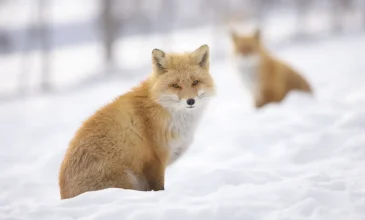 北見市の北きつね牧場の、雪景色の中の北きつね