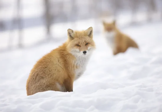 北見市の北きつね牧場の、雪景色の中の北きつね