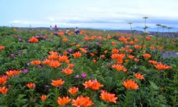 北見市のワッカ原生花園に咲き誇る鮮やかな花々