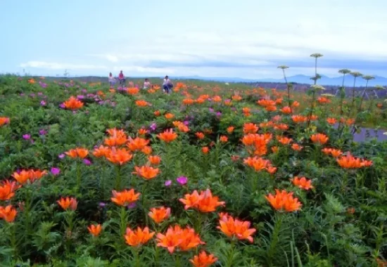 北見市のワッカ原生花園に咲き誇る鮮やかな花々