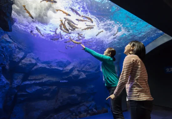 山の水族館（北の大地の水族館）の滝壺水槽